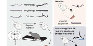 La ciencia descubre por qu&eacute; hacer ejercicio hace que te sientas mejor