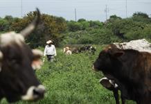 Detectan primer caso de gusano barrenador en Jilotlán de los Dolores