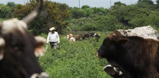 Detectan primer caso de gusano barrenador en Jilotl&aacute;n de los Dolores