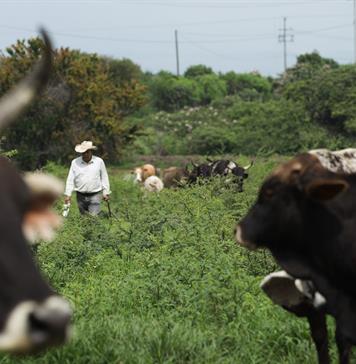 M&eacute;xico destaca buena coordinaci&oacute;n con EE.UU tras reanudaci&oacute;n de exportaci&oacute;n de ganado