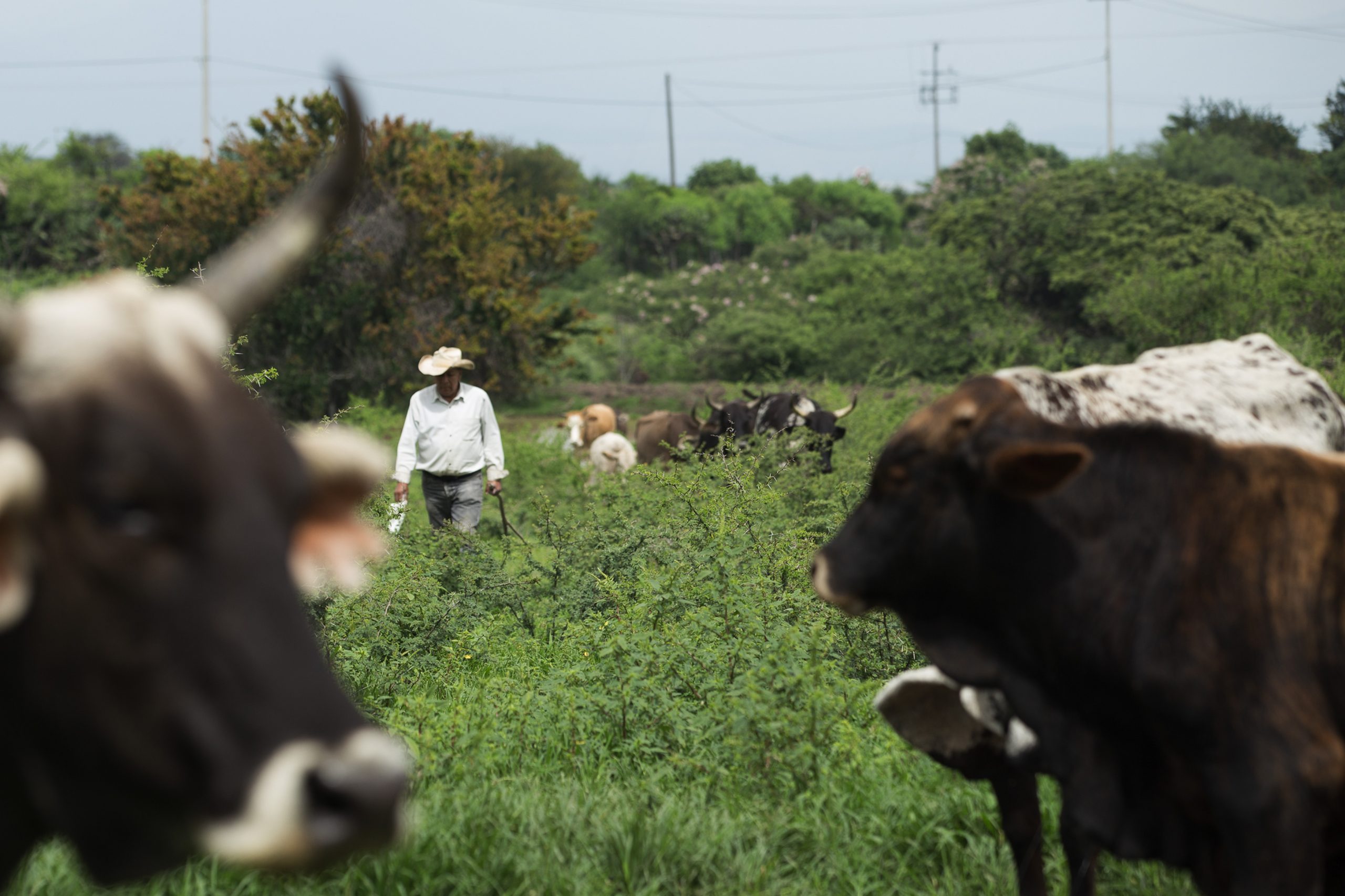 Texas declara emergencia para contener la propagación de la mosca del gusano barrenador