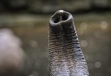 Descubierto el secreto del fino sentido del tacto de la trompa del elefante