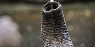 Descubierto el secreto del fino sentido del tacto de la trompa del elefante