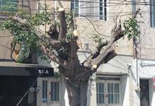 Vecinos del Centro de Zapopan denuncian poda de árboles y desaparición de aves migratorias