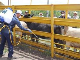 Registran nuevo caso de gusano barrenador en ganado; ahora en Santa María del Oro Registran nuevo caso de gusano barrenador en ganado; ahora en Santa María del Oro