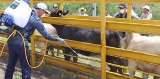 Registran nuevo caso de gusano barrenador en ganado; ahora en Santa María del Oro Registran nuevo caso de gusano barrenador en ganado; ahora en Santa María del Oro