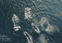 Mati Covarrubias convierte el duelo en cine y conciencia ambiental