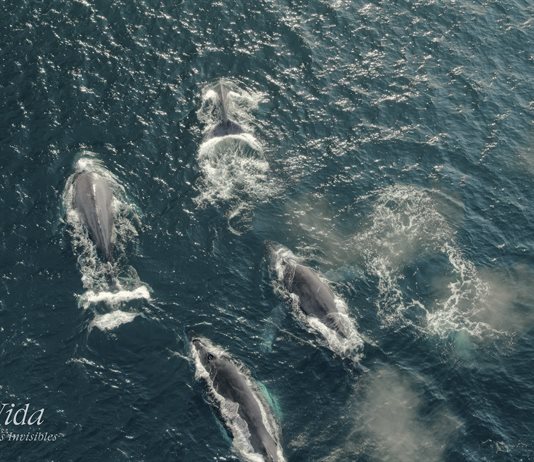 Mati Covarrubias convierte el duelo en cine y conciencia ambiental