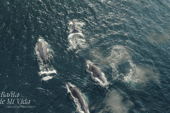 Mati Covarrubias convierte el duelo en cine y conciencia ambiental Mati Covarrubias convierte el duelo en cine y conciencia ambiental