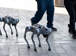 Perros robots reforzarán la seguridad durante los partidos del Mundial en Nuevo León Perros robots reforzarán la seguridad durante los partidos del Mundial en Nuevo León