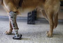 Prótesis para perros, una segunda oportunidad para las mascotas en El Salvador
