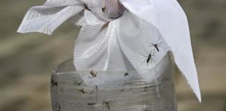 Reportan dos casos de dengue en la Región Sanitaria 06; refuerzan prevención Reportan dos casos de dengue en la Región Sanitaria 06; refuerzan prevención