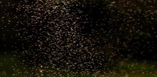 ¿Debe la humanidad erradicar a los mosquitos más letales? ¿Debe la humanidad erradicar a los mosquitos más letales?