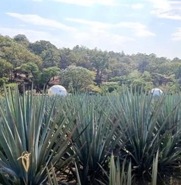 Ca&iacute;da de precios de agave deja campos abandonados y plagas en M&eacute;xico, dicen tequileros