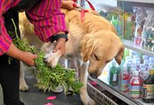 Curanderas limpian las malas energías de las mascotas en un mercado de Ecuador