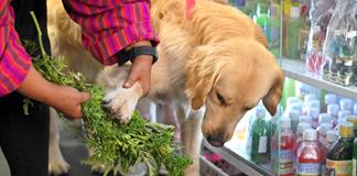 Curanderas limpian las malas energías de las mascotas en un mercado de Ecuador Curanderas limpian las malas energías de las mascotas en un mercado de Ecuador