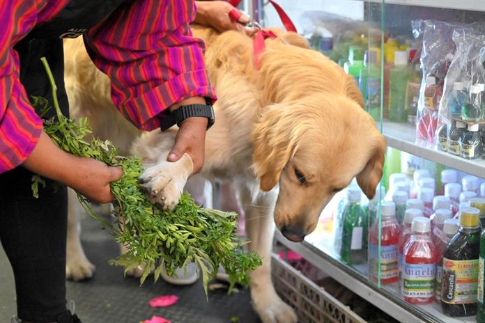 Curanderas limpian las malas energías de las mascotas en un mercado de Ecuador Curanderas limpian las malas energías de las mascotas en un mercado de Ecuador