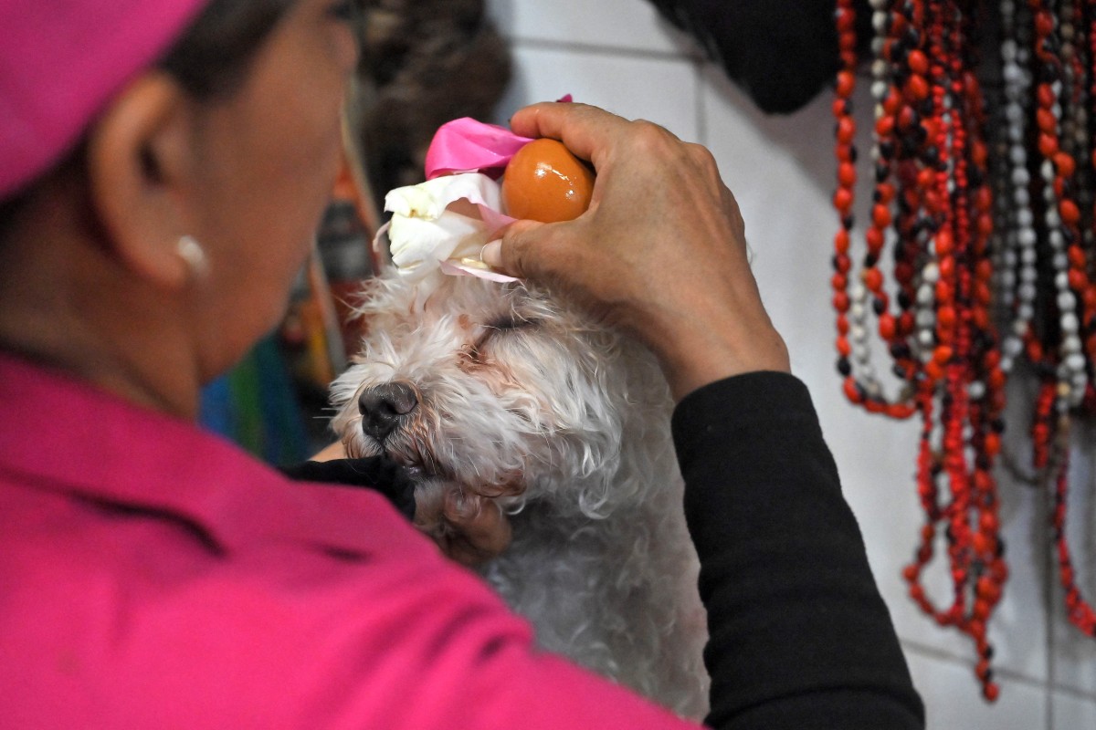 Curanderas limpian las malas energías de las mascotas en un mercado de Ecuador Curanderas limpian las malas energías de las mascotas en un mercado de Ecuador