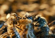 Las celdas reales, una estructura única y esencial para el desarrollo de las abejas reina Las celdas reales, una estructura única y esencial para el desarrollo de las abejas reina