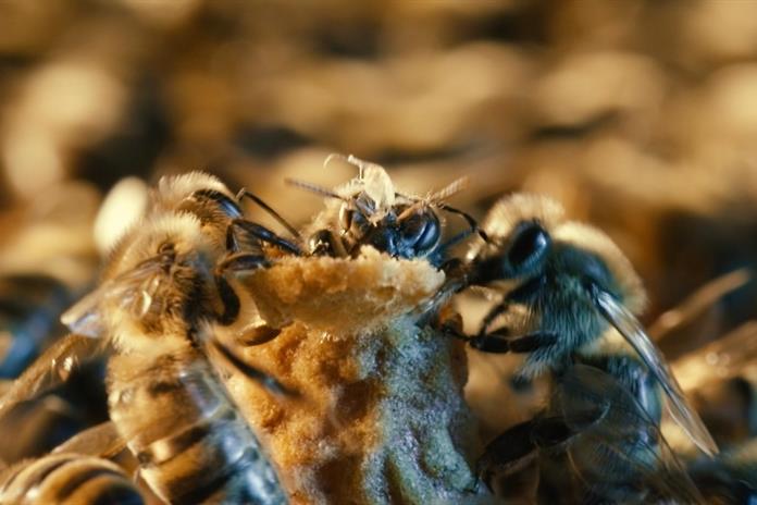 Las celdas reales, una estructura única y esencial para el desarrollo de las abejas reina Las celdas reales, una estructura única y esencial para el desarrollo de las abejas reina