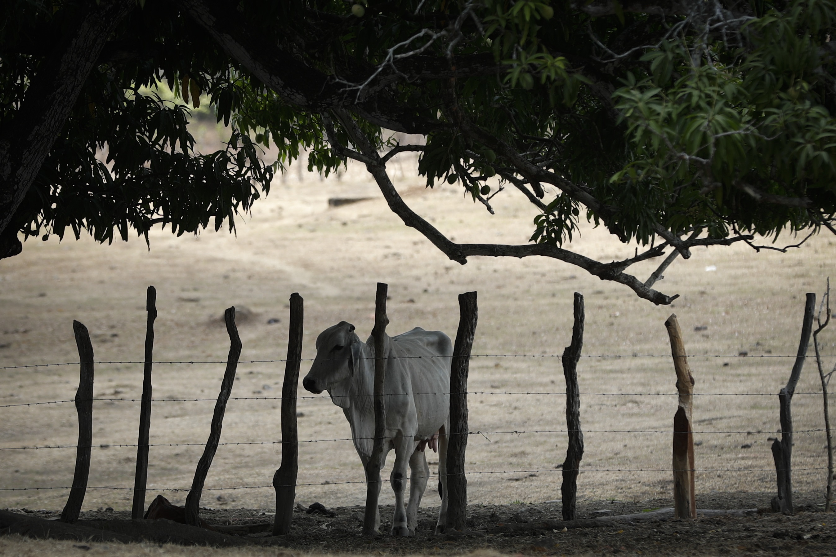 Se avecina El Niño, ¿qué efectos tendrá el fenómeno sobre un planeta ya en riesgo? Se avecina El Niño, ¿qué efectos tendrá el fenómeno sobre un planeta ya en riesgo?