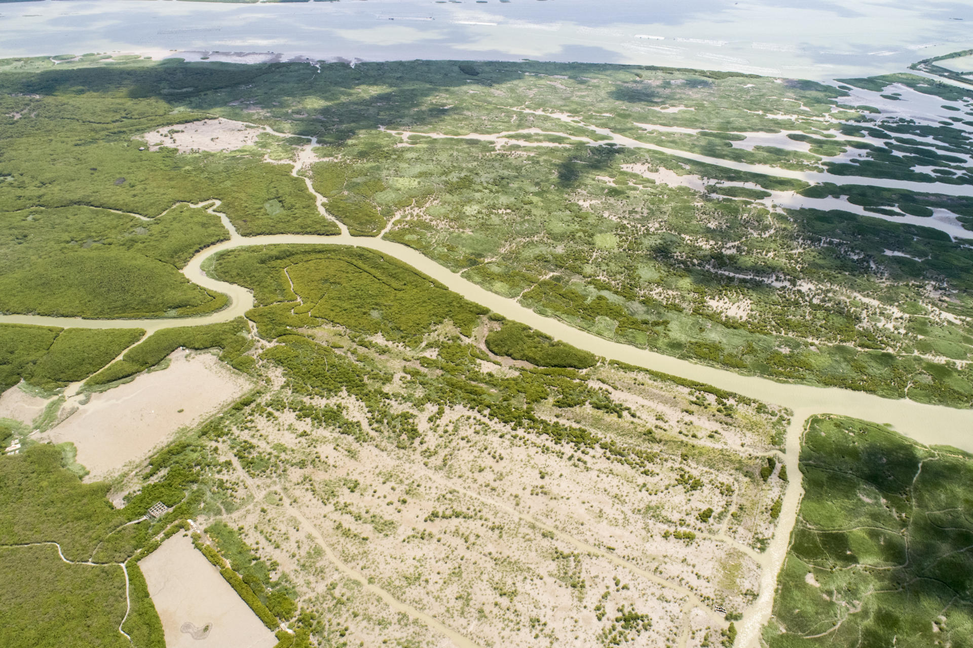 Victoria ambiental histórica: los manglares del mundo recuperan la superficie perdida