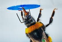 El abejorro se convierte en el primer insecto en resolver problemas complejos El abejorro se convierte en el primer insecto en resolver problemas complejos