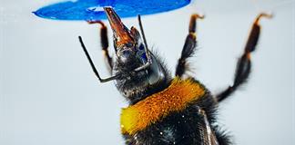 El abejorro se convierte en el primer insecto en resolver problemas complejos El abejorro se convierte en el primer insecto en resolver problemas complejos