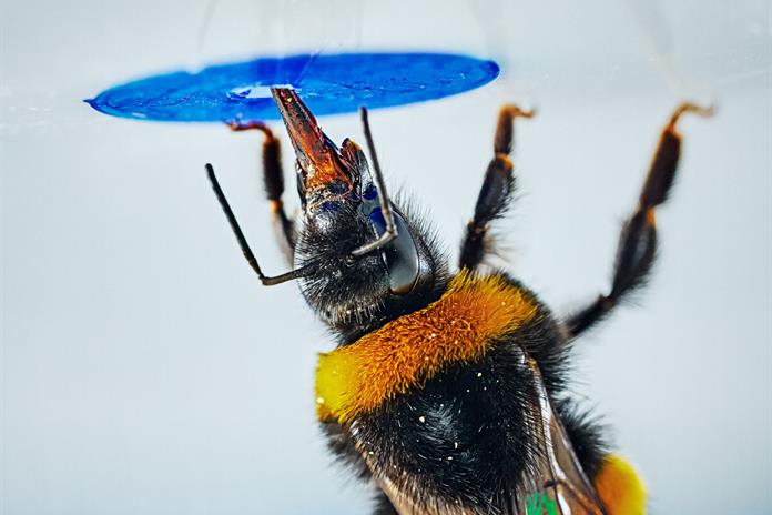 El abejorro se convierte en el primer insecto en resolver problemas complejos El abejorro se convierte en el primer insecto en resolver problemas complejos