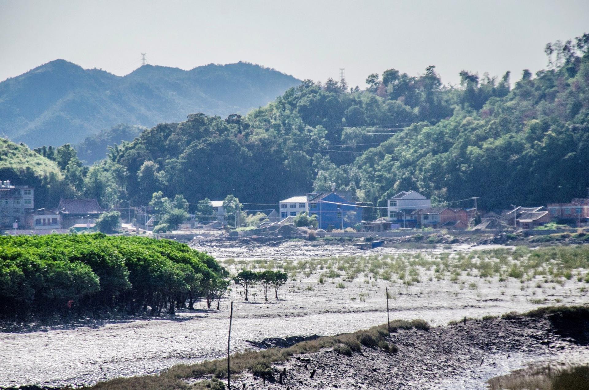 Victoria ambiental histórica: los manglares del mundo recuperan la superficie perdida