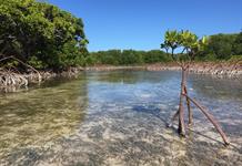 Victoria ambiental histórica: los manglares del mundo recuperan la superficie perdida