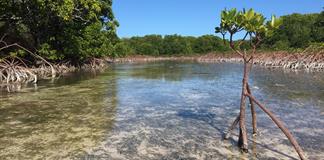 Victoria ambiental hist&oacute;rica: los manglares del mundo recuperan la superficie perdida