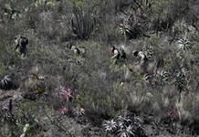 Policías y militares desbloquean en La Paz ruta crítica para el paso de alimentos