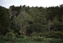 Crean una alianza internacional de centros forestales para combatir el cambio clim&aacute;tico