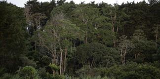 Crean una alianza internacional de centros forestales para combatir el cambio clim&aacute;tico