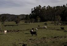 Texas declara emergencia para contener la propagación de la mosca del gusano barrenador