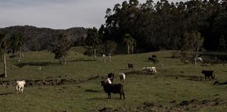 Texas declara emergencia para contener la propagaci&oacute;n de la mosca del gusano barrenador