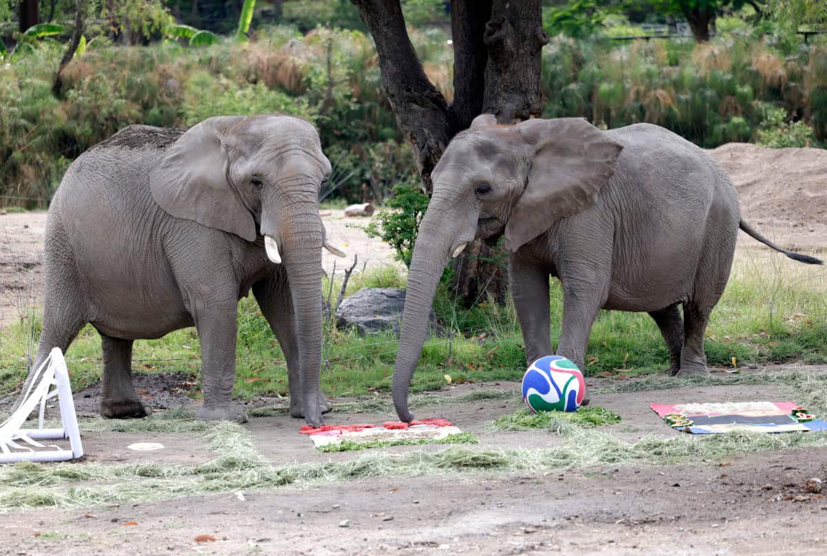 Zoológico Guadalajara utiliza animales para predecir resultados del Mundial 2026