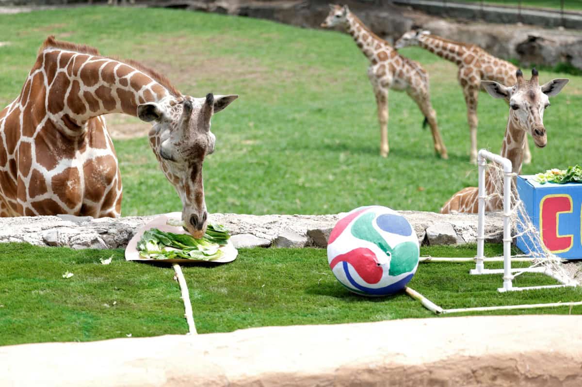 Zoológico Guadalajara utiliza animales para predecir resultados del Mundial 2026