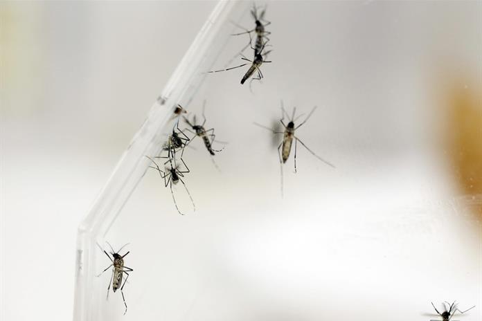 El Instituto Pasteur trabaja en una nueva vacuna contra el chikungunya con fondos de la UE El Instituto Pasteur trabaja en una nueva vacuna contra el chikungunya con fondos de la UE