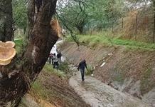 Revisan árboles de riesgo ante temporal de lluvias en Zapotlán Revisan árboles de riesgo ante temporal de lluvias en Zapotlán