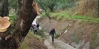 Revisan árboles de riesgo ante temporal de lluvias en Zapotlán Revisan árboles de riesgo ante temporal de lluvias en Zapotlán