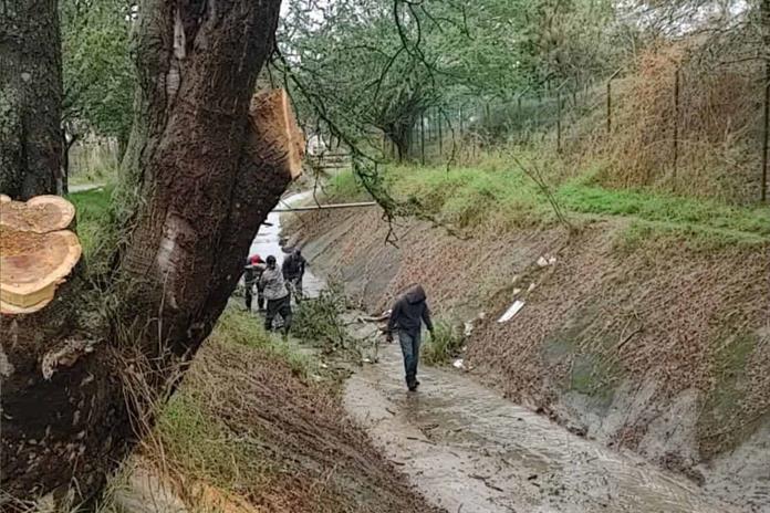 Revisan árboles de riesgo ante temporal de lluvias en Zapotlán Revisan árboles de riesgo ante temporal de lluvias en Zapotlán