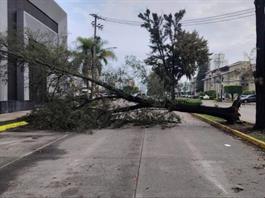 Cayeron 53 &aacute;rboles tras la tormenta del fin de semana