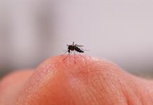 ¿Por qué los mosquitos pican más a unas personas que a otras?