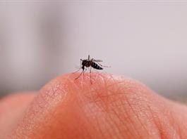 &iquest;Por qu&eacute; los mosquitos pican m&aacute;s a unas personas que a otras?