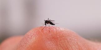 ¿Por qué los mosquitos pican más a unas personas que a otras?