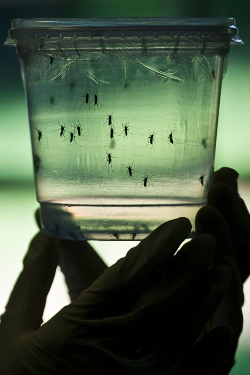 ¿Por qué los mosquitos pican más a unas personas que a otras?