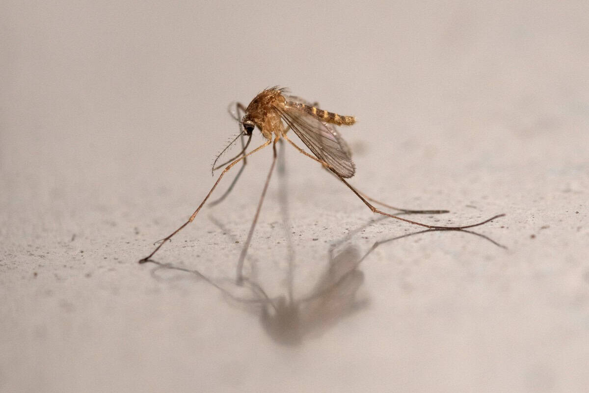 ¿Por qué los mosquitos pican más a unas personas que a otras?