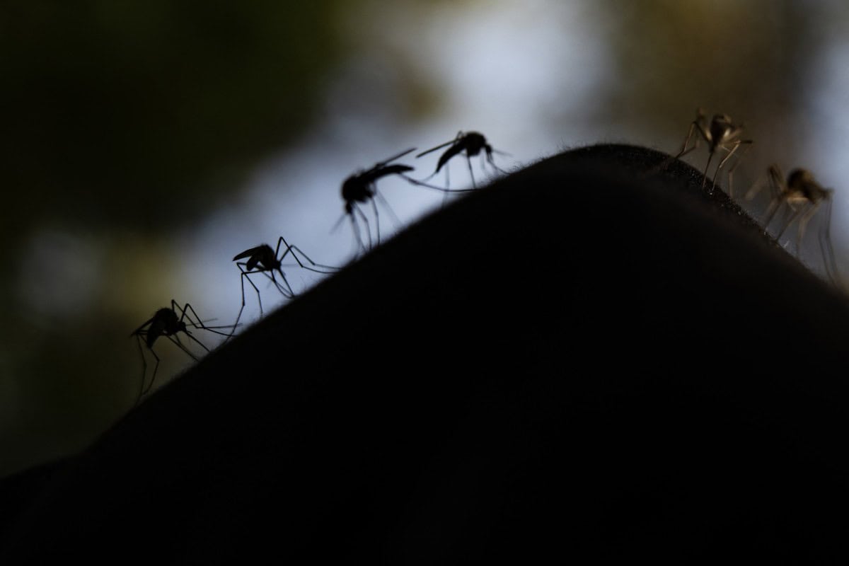 ¿Por qué los mosquitos pican más a unas personas que a otras?